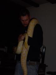 Albino Tigerpython weibchen 3, 30m / NZ 04/2008