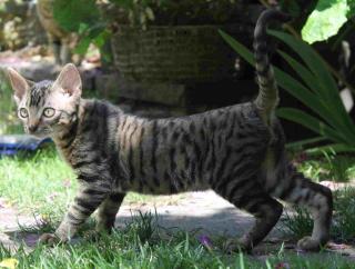 Männl. German Rex Kitten, geb. 22. 03. 2021, black tabby