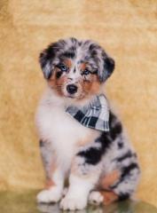 Wir planen Weihnachtsbabys - Australian Shepherds