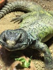 Uromastyx Acanthinura Männchen