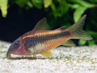 Goldstreifenpanzerwels Corydoras gold stripe