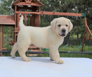 Reinrassige Labradorwelpen suchen ein neues Zuhause