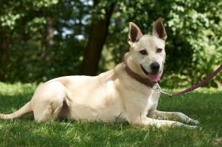 Candy verbrachte fast ihr ganzes Leben im Tierheim. Sie ist 9 Jahre alt