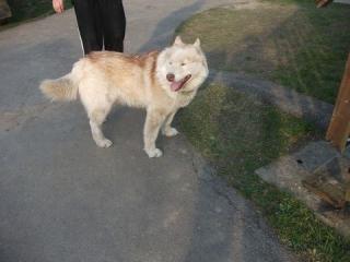 BALTO - lieber Husky-Rüde auf der Suche nach dem Glück