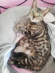 Bengal kitten Brown Snow