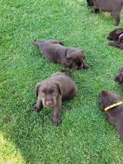 Labrador Welpen reinrassig braun