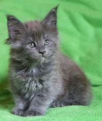 Maine-Coon-Katzenbabys mit Papiere