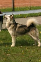 Alaskan Malamute Welpen