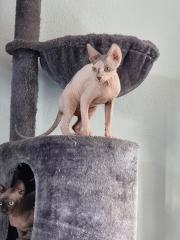 Liebe Sphynx-Katzen Hallo an alle Katzenliebhaber