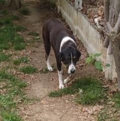 Tasha / Status sucht ein Zuhause