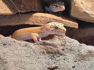 Leopardgecko Weibchen Eublepharis macularius