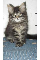 Typvoller Maine Coon Kitten Kater sucht Dich