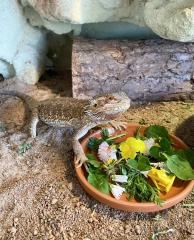 Bartagame Weibchen- 5 Jahre - Jane mit Terra