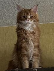 Maine Coon Kater Rot