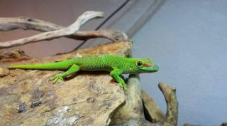 Madagaskar Taggeckos