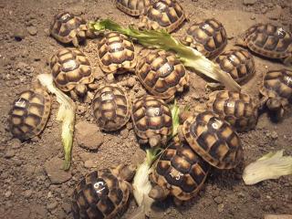 Breitrandschildkröten NZ 019 mit Cites und Fotod