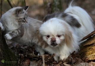 Ragdoll Katze