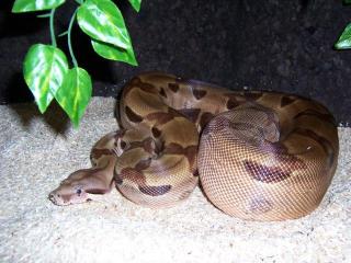 Abgottschlange, Boa Constrictor abzugeben