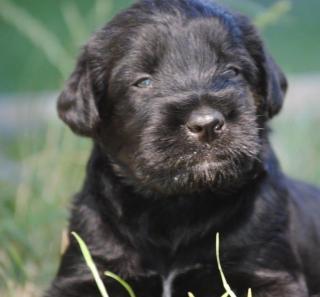 Riesenschnauzer Welpen Schwarz suchen neuen Wirkungskreis