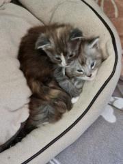 Poly Maine Coon Kitten