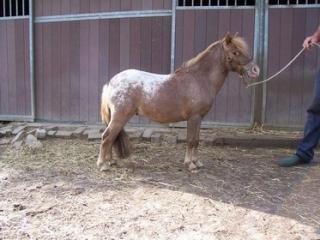 Mini-appaloosa fewspot hengst 8J. ist etwa 85cm super Abstammung Rheinisches