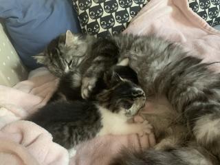 Maine Coon Kitten Mix, Katzenbabys Kätzchen