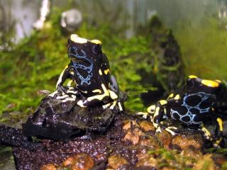 Färberfrösche dendrobates tinctorius - alanis