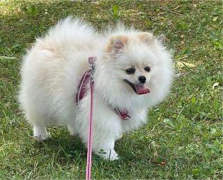 Reinrassige Pomeranian Zwergspitz Bella mit Stammbaum