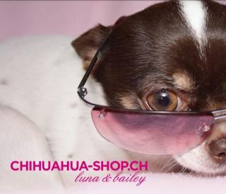 Winterfeeling im Chihuahua-Shop. ch luna bailey