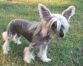 Chinese Crested Powderpuff Rüden