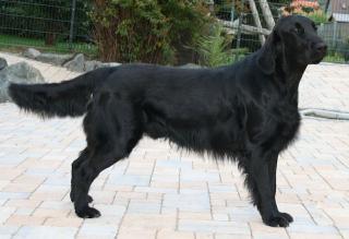 Flat Coated Retriever- Welpen in schwarz