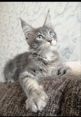 Maine Coon Kitten mit Stammbaum blaue Augen