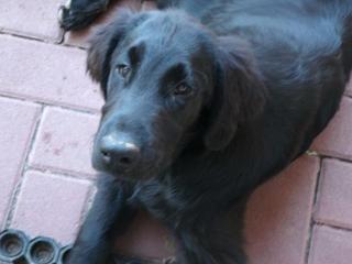 Flat coated Retriever schwarz