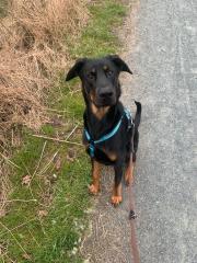 Dobermann Schäferhund mix Nalu 12 Monate