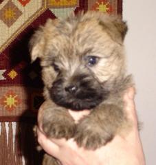 Cairn Terrier - Hobbyzucht