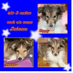 3 treue Collie-Besitzer gesucht