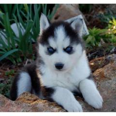 Reinrassigen Siberian Husky Welpen mit Stammbaum