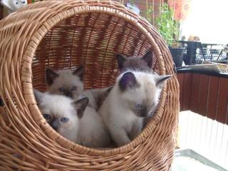 Tonkanesen Kätzchen und Siam Thaikater