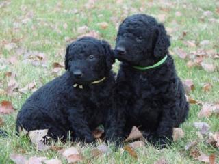 Curly coated retriever FCI Welpen