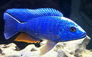 9 Haplochromis Ahli Eisberg, 2 Monate alt abzugeben