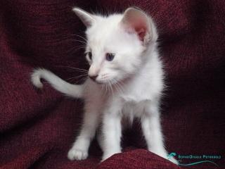 Reinrassige Peterbald Kitten im Siam-Look