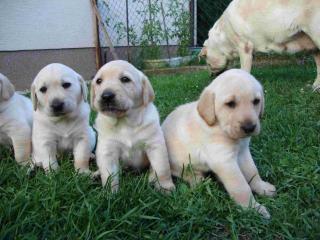 Labrador Welpen suchen ein liebevolles Zuhause