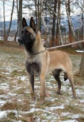 Belgischer Schäferhund Malinois hat FCI reg. - weiblich