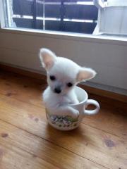 Kleiner Weißer Tea Cup Chihuahua Rüde sucht liebhaber