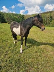 Hübsche Pony Stute