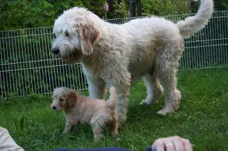 Goldendoodle Welpen