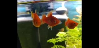 Korallen Platy Männchen