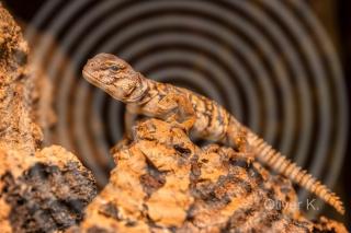 Uromastyx geyri DNZ 09/ 2021abzugeben