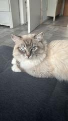 Reinrassig sibirische waldkatze, neva, Maine Coon, siam, perser, bkh