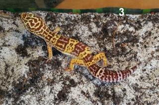 Abzugeben Leopardgecko Eublepharis macularius NZ 2021